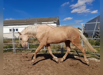 PRE Mix, Hengst, 4 Jahre, 163 cm, Palomino