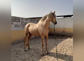 PRE Mix, Hengst, 4 Jahre, 163 cm, Palomino