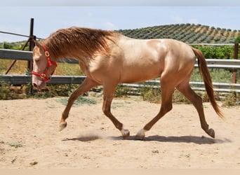 PRE, Hengst, 4 Jahre, 163 cm, Pearl