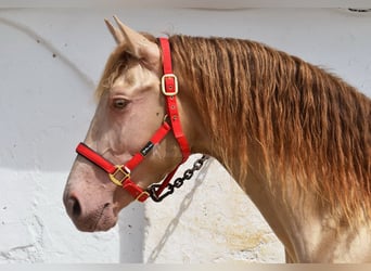PRE, Hengst, 4 Jahre, 163 cm, Pearl
