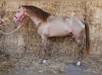 PRE, Hengst, 4 Jahre, 163 cm, Pearl