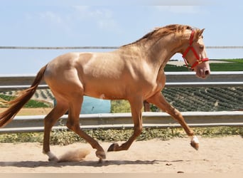 PRE, Hengst, 4 Jahre, 163 cm, Pearl