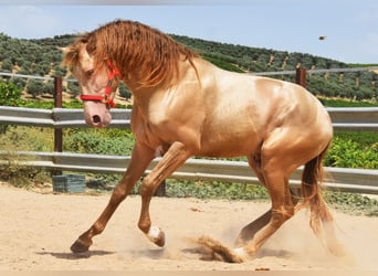 PRE, Hengst, 4 Jahre, 163 cm, Pearl
