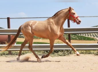 PRE, Hengst, 4 Jahre, 163 cm, Pearl