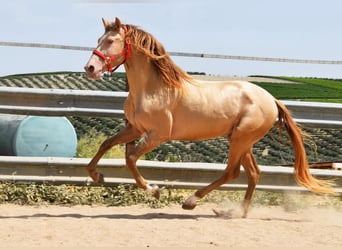 PRE, Hengst, 4 Jahre, 163 cm, Pearl