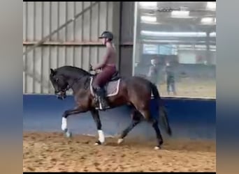 PRE Mix, Hengst, 4 Jahre, 163 cm, Rappe