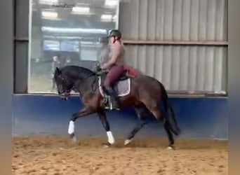 PRE Mix, Hengst, 4 Jahre, 163 cm, Rappe