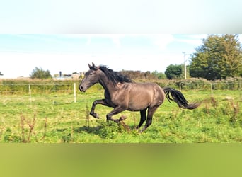 PRE, Hengst, 4 Jahre, 163 cm, Rappe