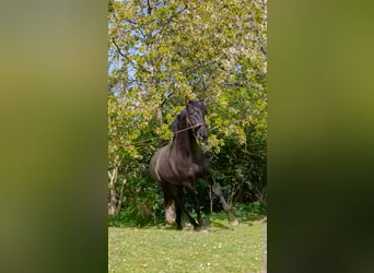 PRE, Hengst, 4 Jahre, 163 cm, Rappe