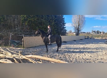 PRE, Hengst, 4 Jahre, 163 cm, Rappe