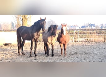 PRE, Hengst, 4 Jahre, 163 cm, Rappe