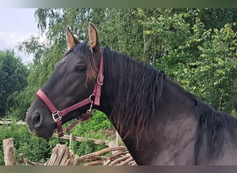 PRE, Hengst, 4 Jahre, 163 cm, Rappe