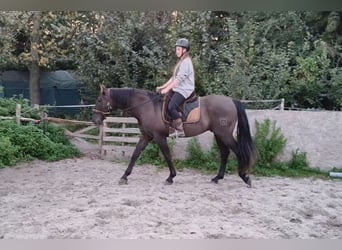 PRE, Hengst, 4 Jahre, 163 cm, Rappe