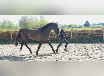 PRE, Hengst, 4 Jahre, 163 cm, Rappe
