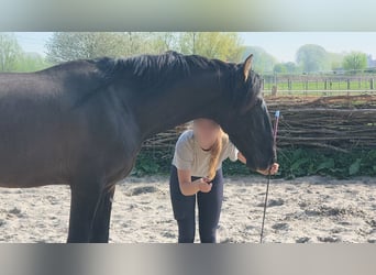PRE, Hengst, 4 Jahre, 163 cm, Rappe