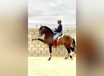 PRE, Hengst, 4 Jahre, 163 cm, Rappschimmel