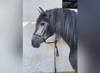 PRE Mix, Hengst, 4 Jahre, 163 cm, Rappschimmel