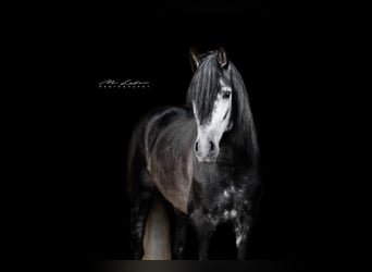 PRE Mix, Hengst, 4 Jahre, 163 cm, Rappschimmel