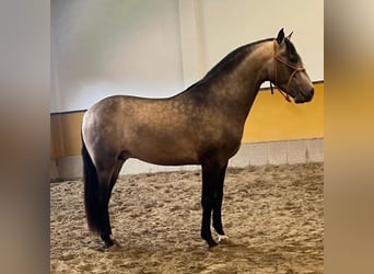 PRE Mix, Hengst, 4 Jahre, 163 cm, Rotbrauner