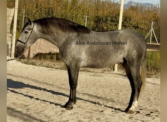 PRE Mix, Hengst, 4 Jahre, 163 cm, Schimmel