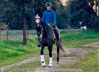 PRE Mix, Hengst, 4 Jahre, 163 cm, Schimmel