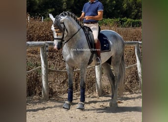 PRE Mix, Hengst, 4 Jahre, 163 cm, Schimmel