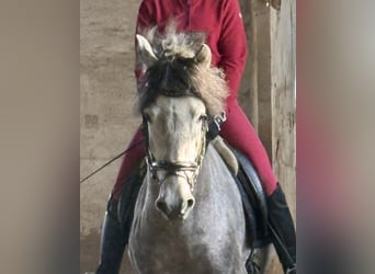 PRE, Hengst, 4 Jahre, 163 cm, Schimmel