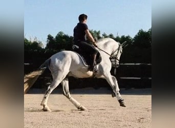 PRE, Hengst, 4 Jahre, 164 cm, Apfelschimmel