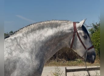 PRE Mix, Hengst, 4 Jahre, 164 cm, Apfelschimmel