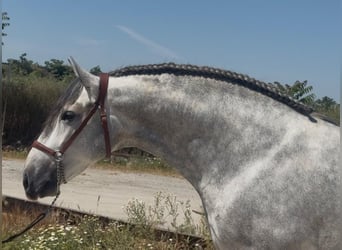 PRE Mix, Hengst, 4 Jahre, 164 cm, Apfelschimmel
