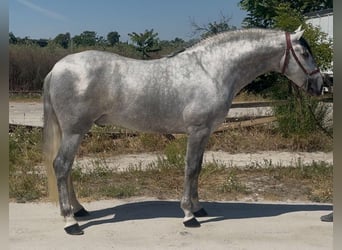 PRE Mix, Hengst, 4 Jahre, 164 cm, Apfelschimmel