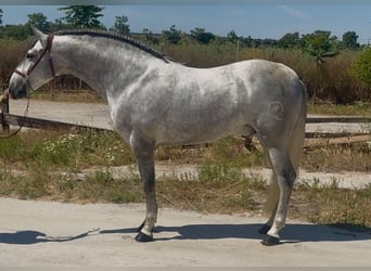 PRE Mix, Hengst, 4 Jahre, 164 cm, Apfelschimmel