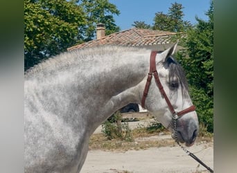 PRE Mix, Hengst, 4 Jahre, 164 cm, Apfelschimmel