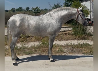 PRE Mix, Hengst, 4 Jahre, 164 cm, Apfelschimmel
