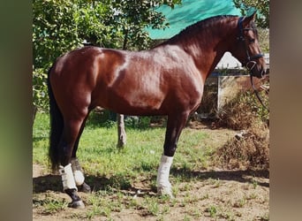 PRE, Hengst, 4 Jahre, 164 cm, Brauner