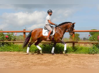 PRE Mix, Hengst, 4 Jahre, 164 cm, Brauner