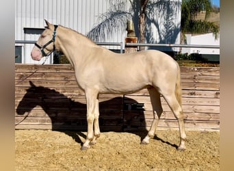 PRE, Hengst, 4 Jahre, 164 cm, Cremello