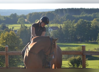 PRE, Hengst, 4 Jahre, 164 cm