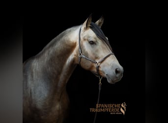 PRE, Hengst, 4 Jahre, 164 cm, Falbe