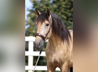 PRE, Hengst, 4 Jahre, 164 cm, Falbe