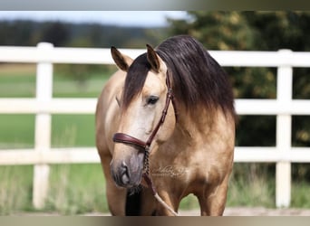 PRE, Hengst, 4 Jahre, 164 cm, Falbe