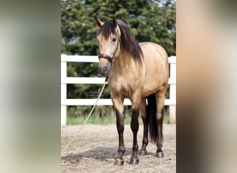 PRE, Hengst, 4 Jahre, 164 cm, Falbe