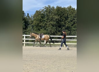 PRE Mix, Hengst, 4 Jahre, 164 cm, Falbe