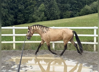 PRE Mix, Hengst, 4 Jahre, 164 cm, Falbe