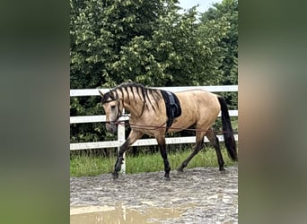 PRE Mix, Hengst, 4 Jahre, 164 cm, Falbe