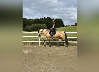 PRE Mix, Hengst, 4 Jahre, 164 cm, Falbe