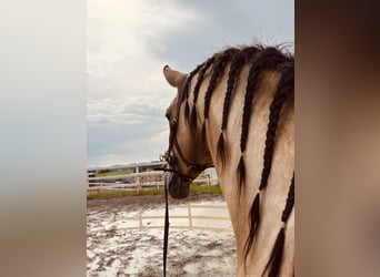 PRE Mix, Hengst, 4 Jahre, 164 cm, Falbe