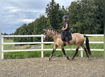 PRE Mix, Hengst, 4 Jahre, 164 cm, Falbe