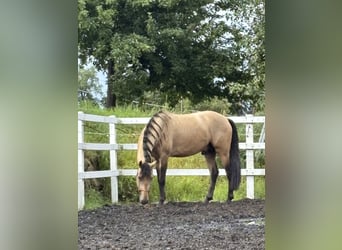 PRE Mix, Hengst, 4 Jahre, 164 cm, Falbe