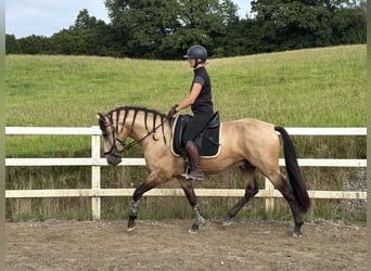PRE Mix, Hengst, 4 Jahre, 164 cm, Falbe